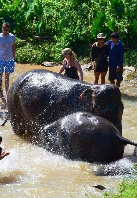 SV102 HALF DAY ELEPHANT JUNGLE SANCTUARY TOUR WITH LUNCH