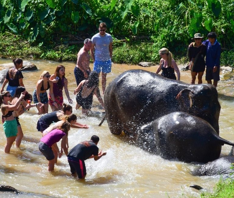 SV102 HALF DAY ELEPHANT JUNGLE SANCTUARY TOUR WITH LUNCH